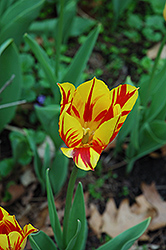 Mickey Mouse Tulip (Tulipa 'Mickey Mouse') at Stonegate Gardens