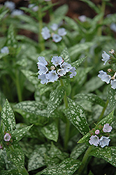 Opal Lungwort (Pulmonaria 'Opal') at Lakeshore Garden Centres