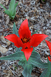 Red Riding Hood Tulip (Tulipa 'Red Riding Hood') at Lakeshore Garden Centres