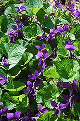 Blue Marsh Violet (Viola obliqua) at A Very Successful Garden Center