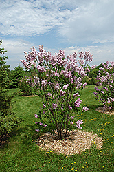 Montaigne Lilac (Syringa vulgaris 'Montaigne') at A Very Successful Garden Center