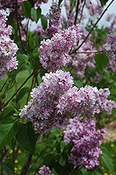 Montaigne Lilac (Syringa vulgaris 'Montaigne') at Stonegate Gardens