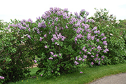 Michel Buchner Lilac (Syringa vulgaris 'Michel Buchner') at A Very Successful Garden Center