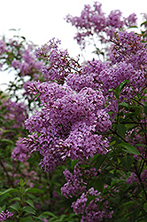 Chinese Lilac (Syringa x chinensis) at A Very Successful Garden Center