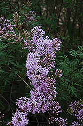 Cutleaf Lilac (Syringa x laciniata) at Stonegate Gardens