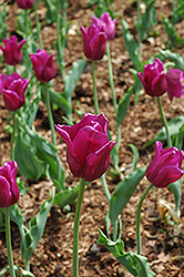 Jan Reus Tulip (Tulipa 'Jan Reus') at A Very Successful Garden Center