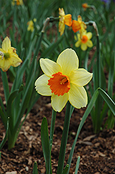 Fortissimo Daffodil (Narcissus 'Fortissimo') at A Very Successful Garden Center