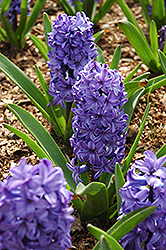 Peter Stuyvesant Hyacinth (Hyacinthus orientalis 'Peter Stuyvesant') at A Very Successful Garden Center