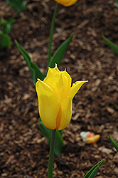 Yokohama Tulip (Tulipa 'Yokohama') at A Very Successful Garden Center