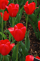 Hollandia Tulip (Tulipa 'Hollandia') at A Very Successful Garden Center