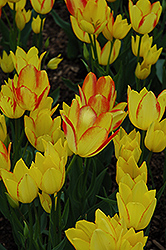 Georgette Tulip (Tulipa 'Georgette') at A Very Successful Garden Center