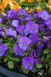 Penny Blue Pansy (Viola cornuta 'Penny Blue') at Stonegate Gardens