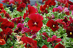 Penny Red Pansy (Viola cornuta 'Penny Red') at Stonegate Gardens
