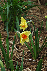 Serola Daffodil (Narcissus 'Serola') at Stonegate Gardens