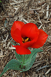 Casa Grande Tulip (Tulipa 'Casa Grande') at Stonegate Gardens