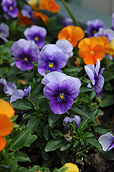 Velour Blue Pansy (Viola 'Velour Blue') at A Very Successful Garden Center