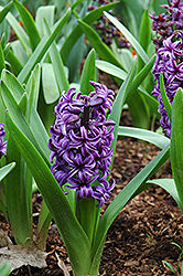 Atlantic Hyacinth (Hyacinthus orientalis 'Atlantic') at A Very Successful Garden Center