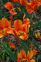 Flair Tulip (Tulipa 'Flair') at A Very Successful Garden Center