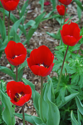 Bastogne Tulip (Tulipa 'Bastogne') at Lakeshore Garden Centres