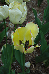 Jewel of Spring Tulip (Tulipa 'Jewel of Spring') at Lakeshore Garden Centres
