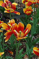 Kees Knees Tulip (Tulipa 'Kees Knees') at A Very Successful Garden Center