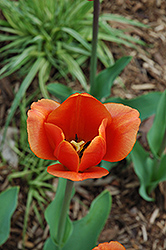 King's Orange Tulip (Tulipa 'King's Orange') at A Very Successful Garden Center