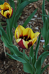 Gavota Tulip (Tulipa 'Gavota') at A Very Successful Garden Center