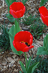 Parade Tulip (Tulipa 'Parade') at A Very Successful Garden Center