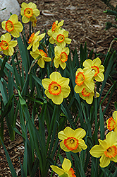 Delibes Daffodil (Narcissus 'Delibes') at Stonegate Gardens