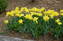 Monte Carlo Tulip (Tulipa 'Monte Carlo') at A Very Successful Garden Center
