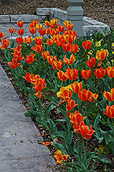 Flair Tulip (Tulipa 'Flair') at Lakeshore Garden Centres