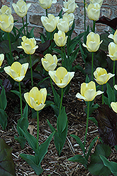 Yellow Present Tulip (Tulipa 'Yellow Present') at A Very Successful Garden Center