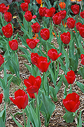 Red Present Tulip (Tulipa 'Red Present') at A Very Successful Garden Center
