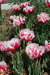 Top Lips Tulip (Tulipa 'Top Lips') at A Very Successful Garden Center