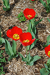 Oxford Tulip (Tulipa 'Oxford') at A Very Successful Garden Center