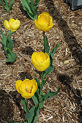 Bellona Tulip (Tulipa 'Bellona') at A Very Successful Garden Center