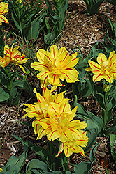 Monsella Tulip (Tulipa 'Monsella') at A Very Successful Garden Center