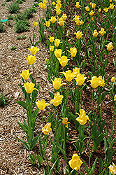 Golden Melody Tulip (Tulipa 'Golden Melody') at Stonegate Gardens