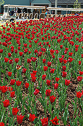 Bastogne Tulip (Tulipa 'Bastogne') at A Very Successful Garden Center