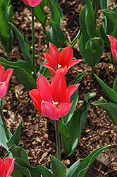 Jan Ohms Tulip (Tulipa 'Jan Ohms') at A Very Successful Garden Center