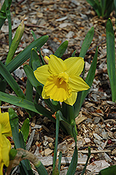 Marieke Daffodil (Narcissus 'Marieke') at A Very Successful Garden Center