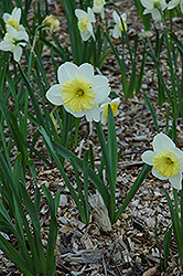 Ice Follies Daffodil (Narcissus 'Ice Follies') at A Very Successful Garden Center