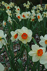 Kissproof Daffodil (Narcissus 'Kissproof') at A Very Successful Garden Center