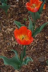 Annie Schilder Tulip (Tulipa 'Annie Schilder') at A Very Successful Garden Center