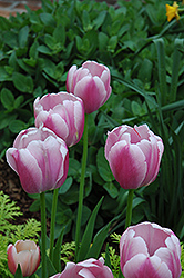 Ollioules Tulip (Tulipa 'Ollioules') at Stonegate Gardens