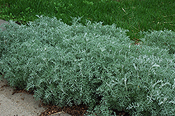 Silver Frost Artemisia (Artemisia ludoviciana 'Silver Frost') at A Very Successful Garden Center