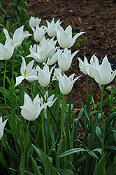 White Triumphator Tulip (Tulipa 'White Triumphator') at A Very Successful Garden Center