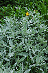 Valerie Finnis Artemisia (Artemisia ludoviciana 'Valerie Finnis') at A Very Successful Garden Center