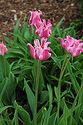 Picture Tulip (Tulipa 'Picture') at Stonegate Gardens