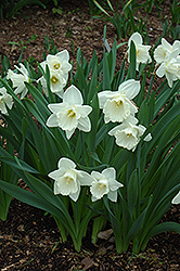 Mount Hood Daffodil (Narcissus 'Mount Hood') at A Very Successful Garden Center